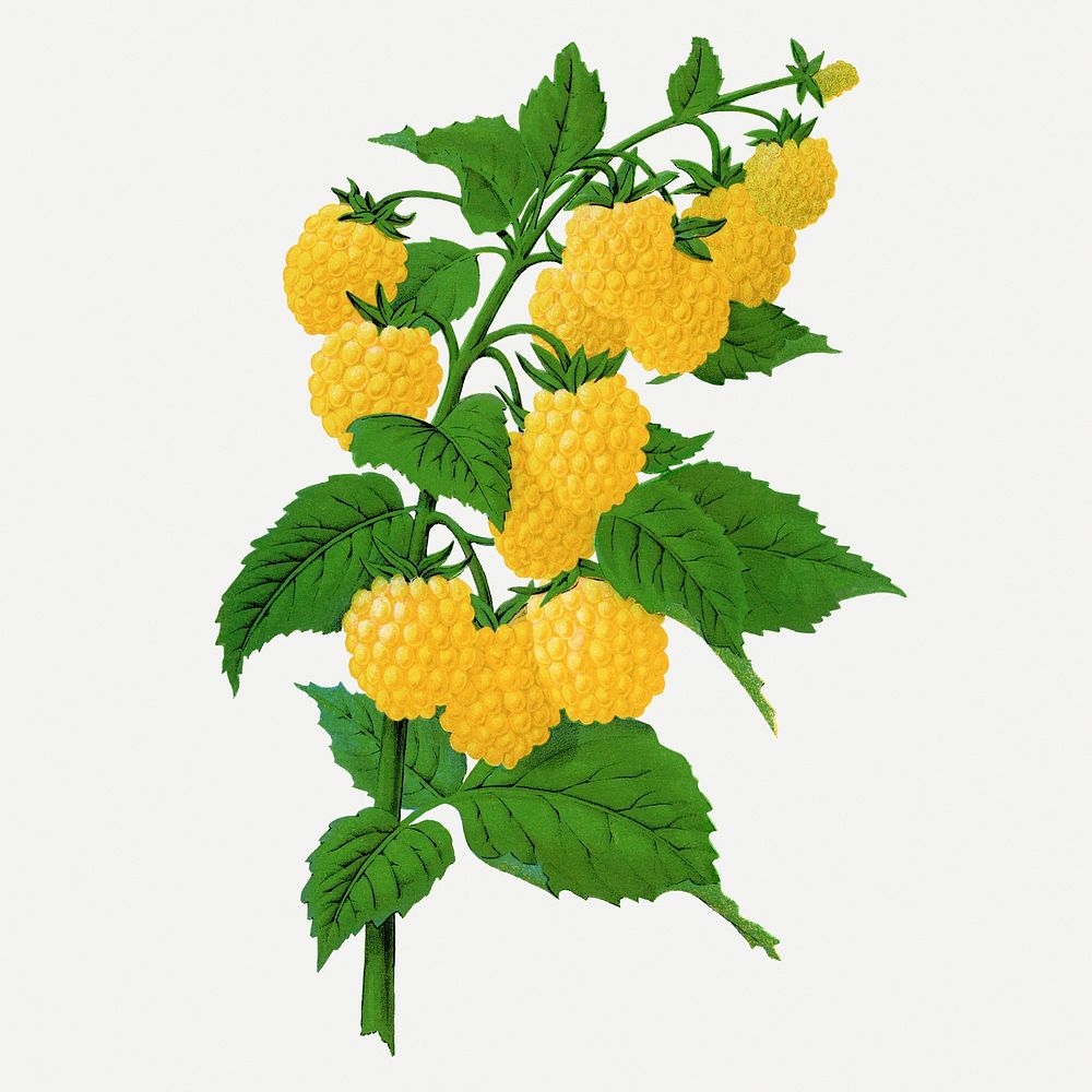 Yellow raspberry clipart, vintage fruit illustration psd