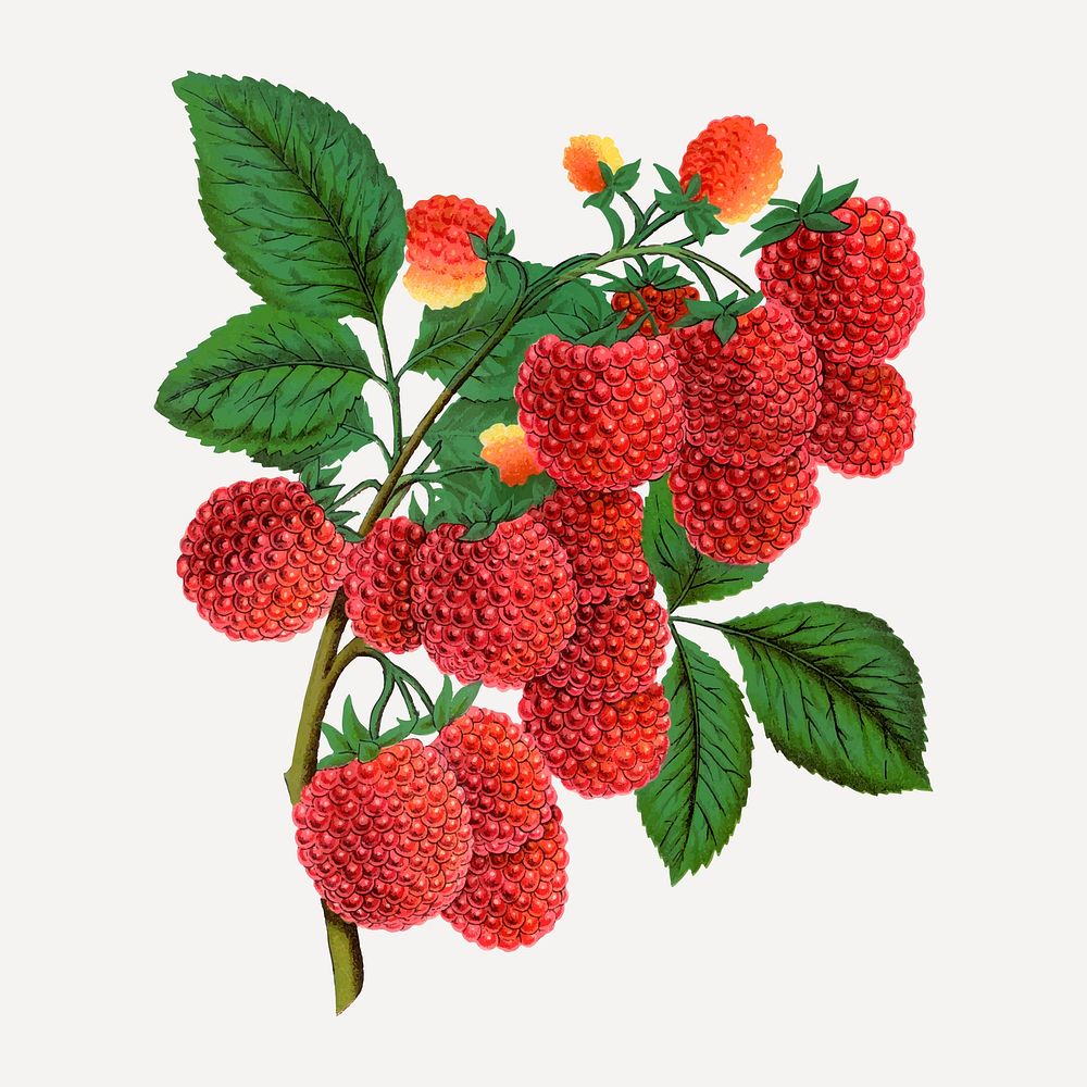 Raspberry illustration vintage botanical vector