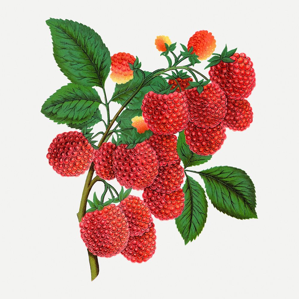 Raspberry clipart, vintage fruit illustration psd