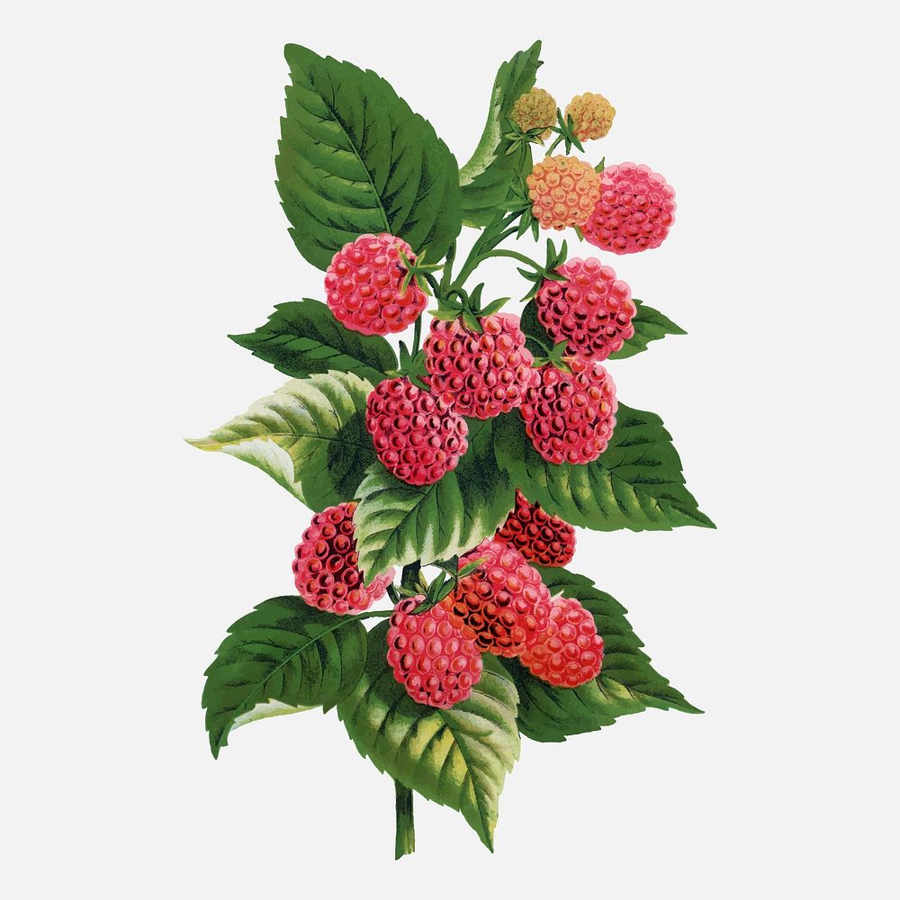 Raspberry illustration vintage botanical vector