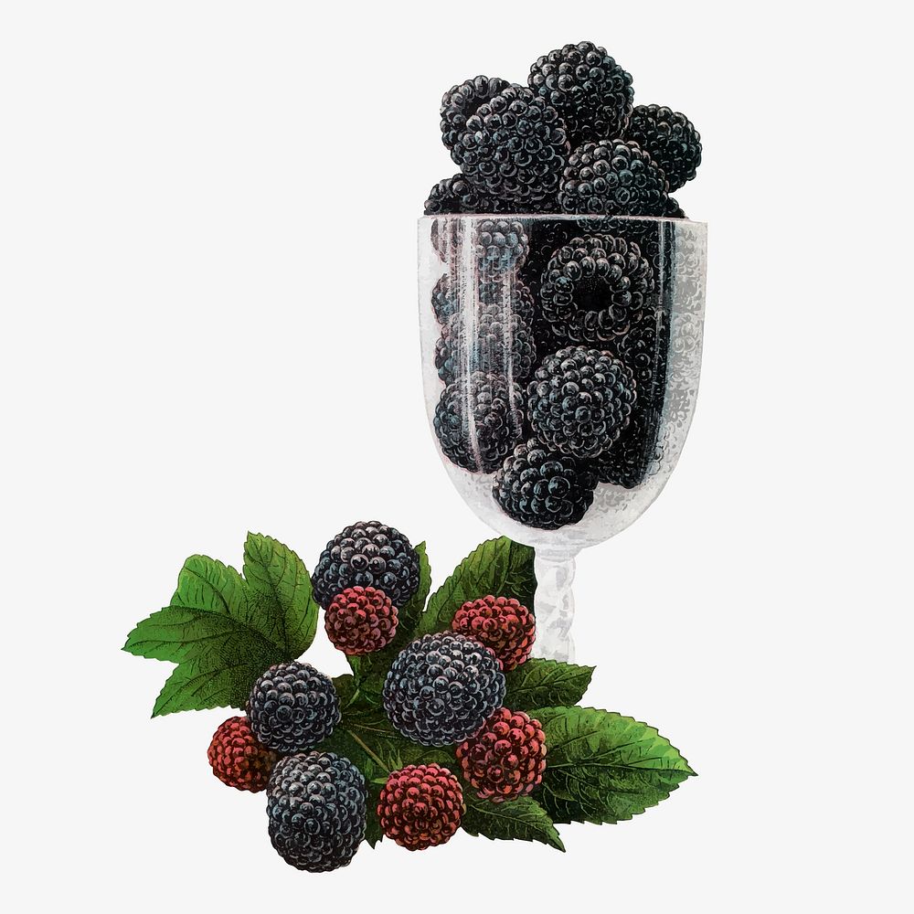 Black raspberry illustration vintage botanical vector