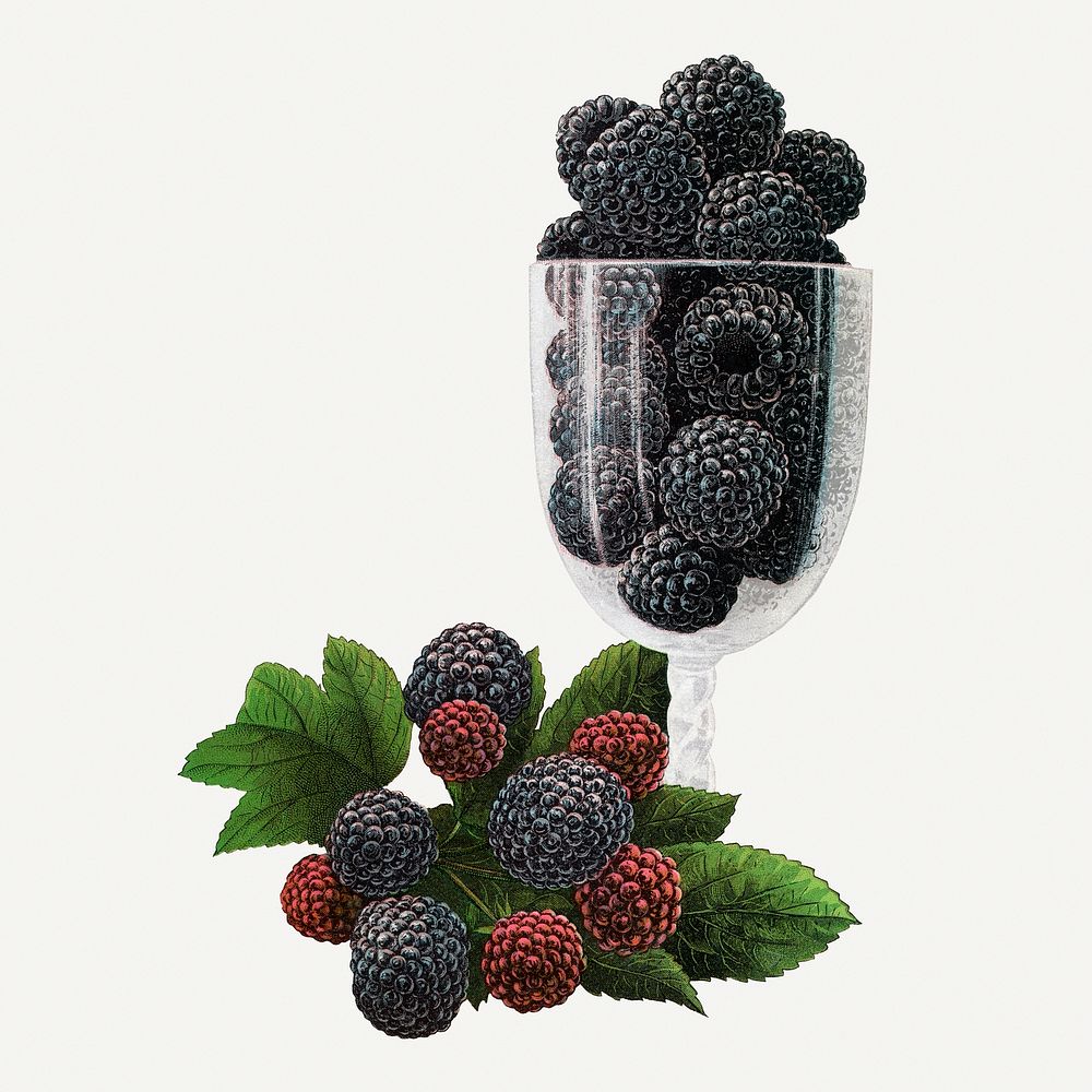 Cumberland black raspberry illustration, vintage botanical lithograph