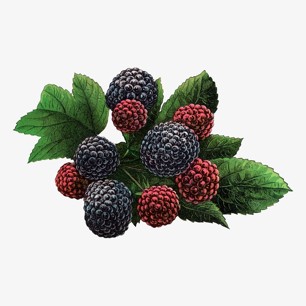 Black raspberry illustration vintage botanical vector
