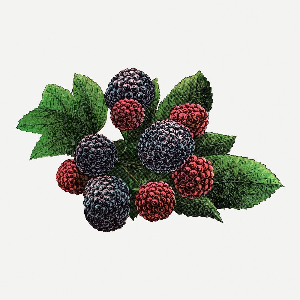Black raspberry clipart, vintage fruit illustration psd