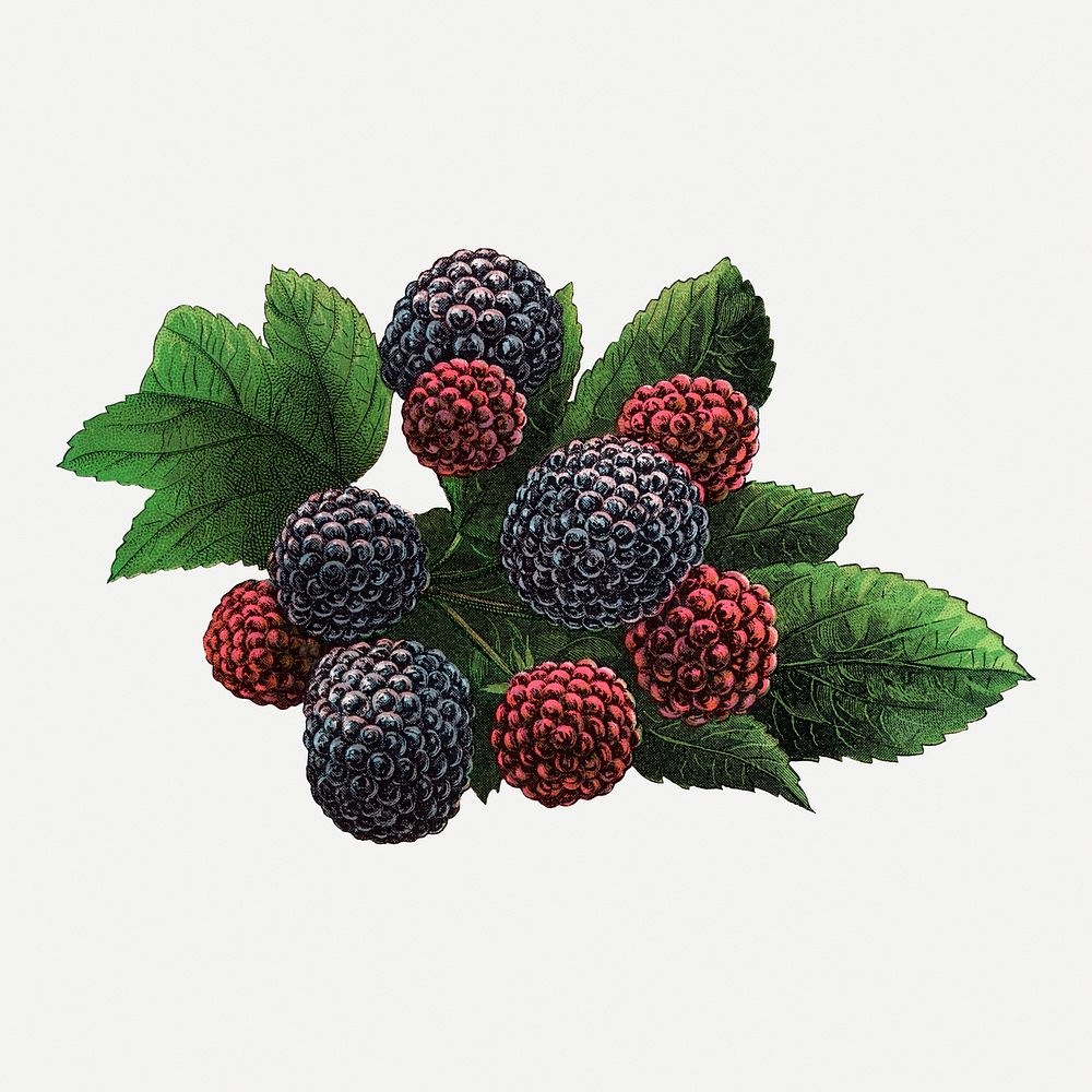 Black raspberry clipart, vintage fruit | Premium PSD Illustration ...