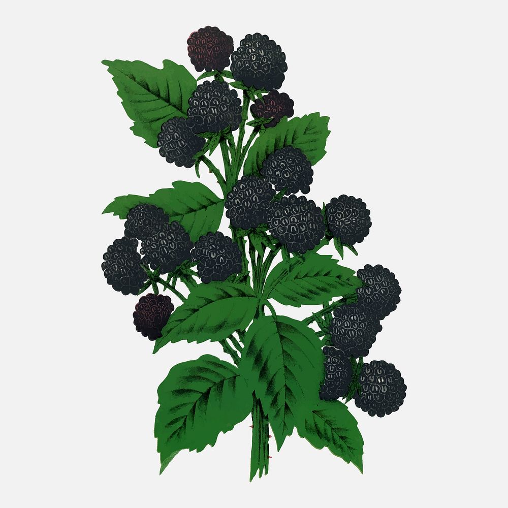 Blackberry illustration vintage botanical vector