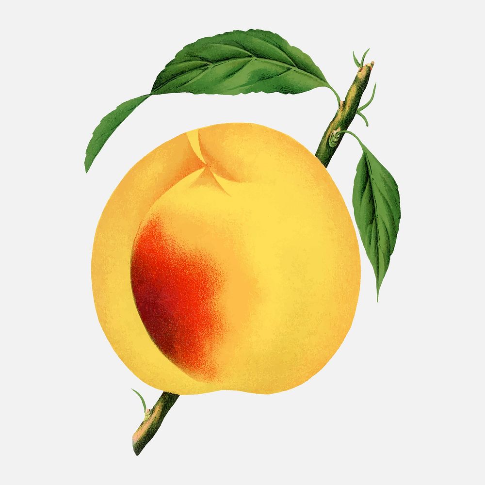 Peach illustration vintage fruit & botanical vector