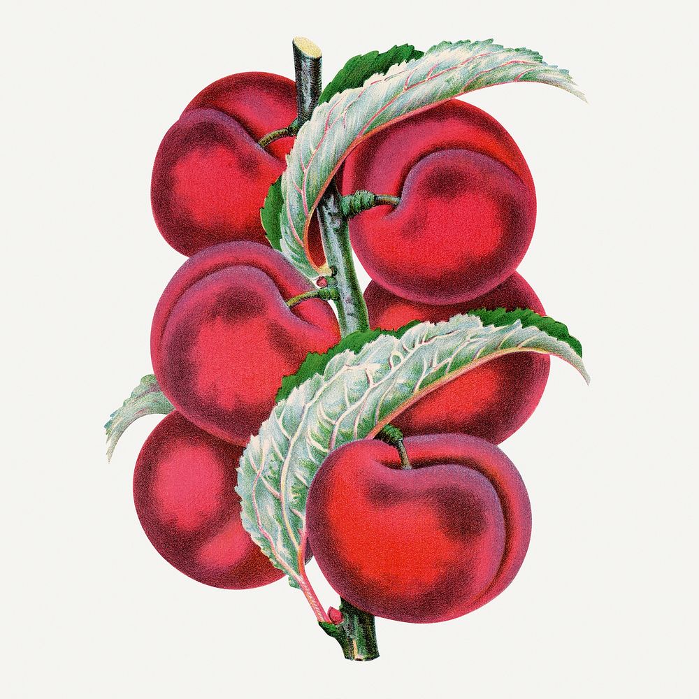 Apricot plum illustration, vintage botanical lithograph
