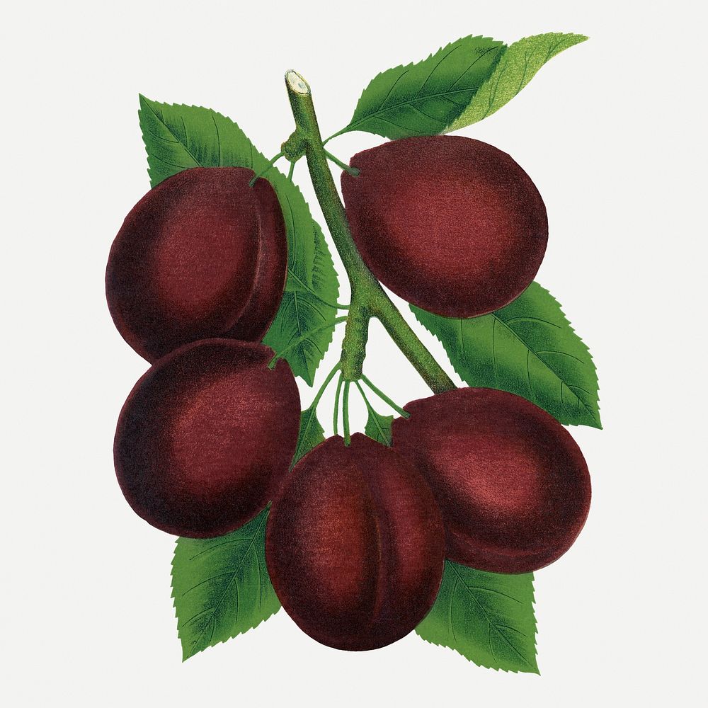 Purple plum clipart, vintage fruit illustration psd
