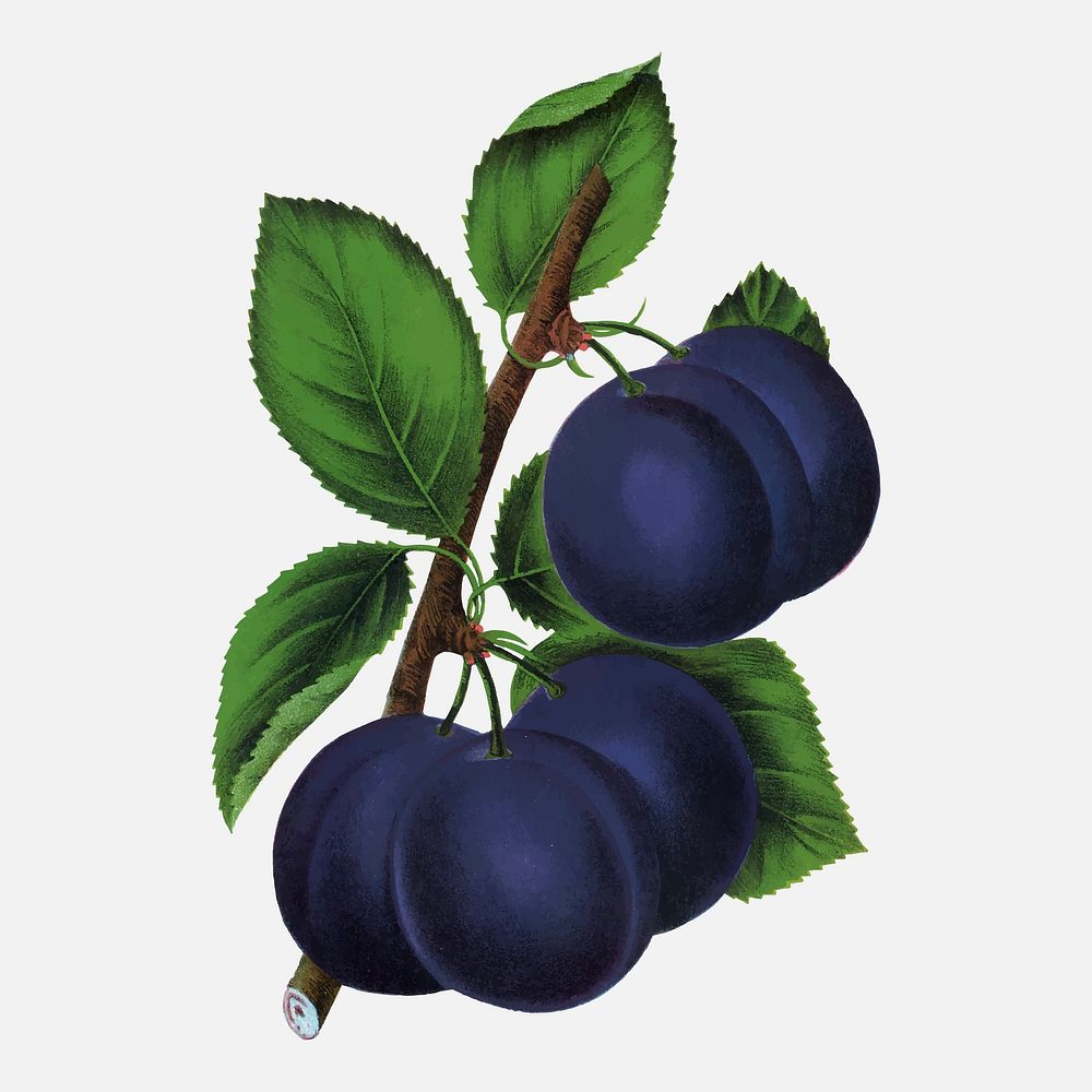 Blue plum illustration vintage fruit & botanical vector