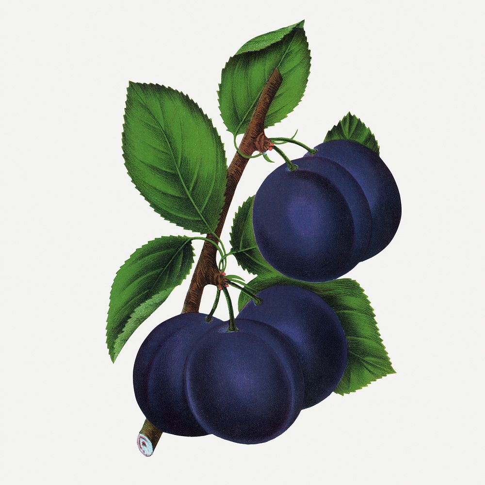 Blue plum clipart, vintage fruit illustration psd