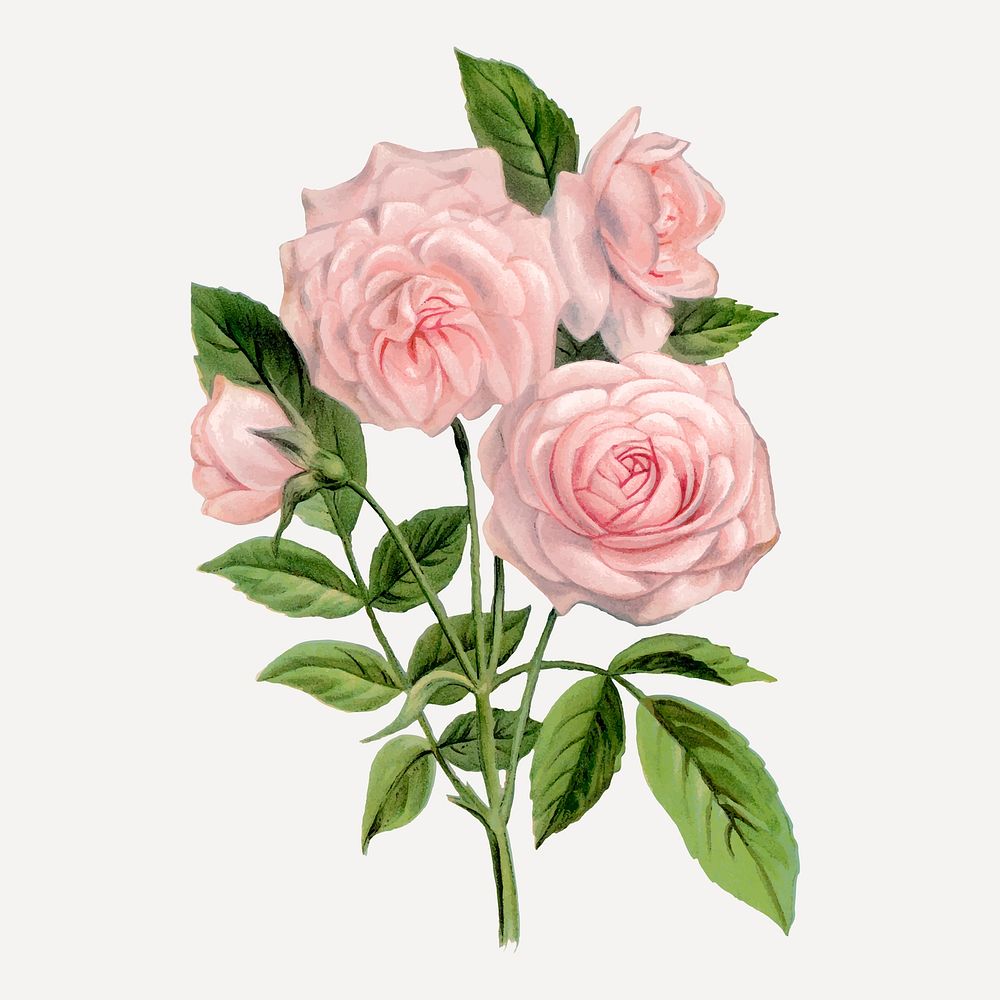 Pink rose, Clothilde Soupert illustration, vintage flower vector