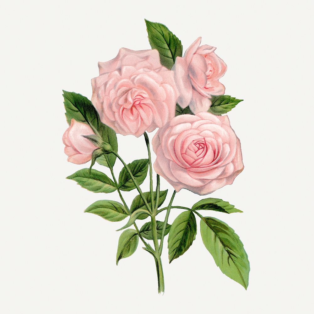 Pink rose, Clothilde Soupert illustration, vintage lithograph