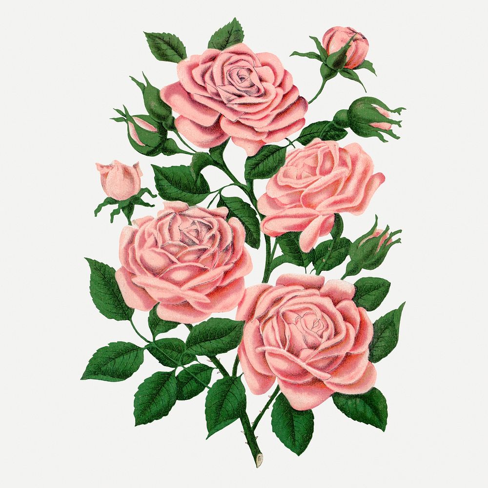 Pink climbing rose sticker, vintage flower illustration psd