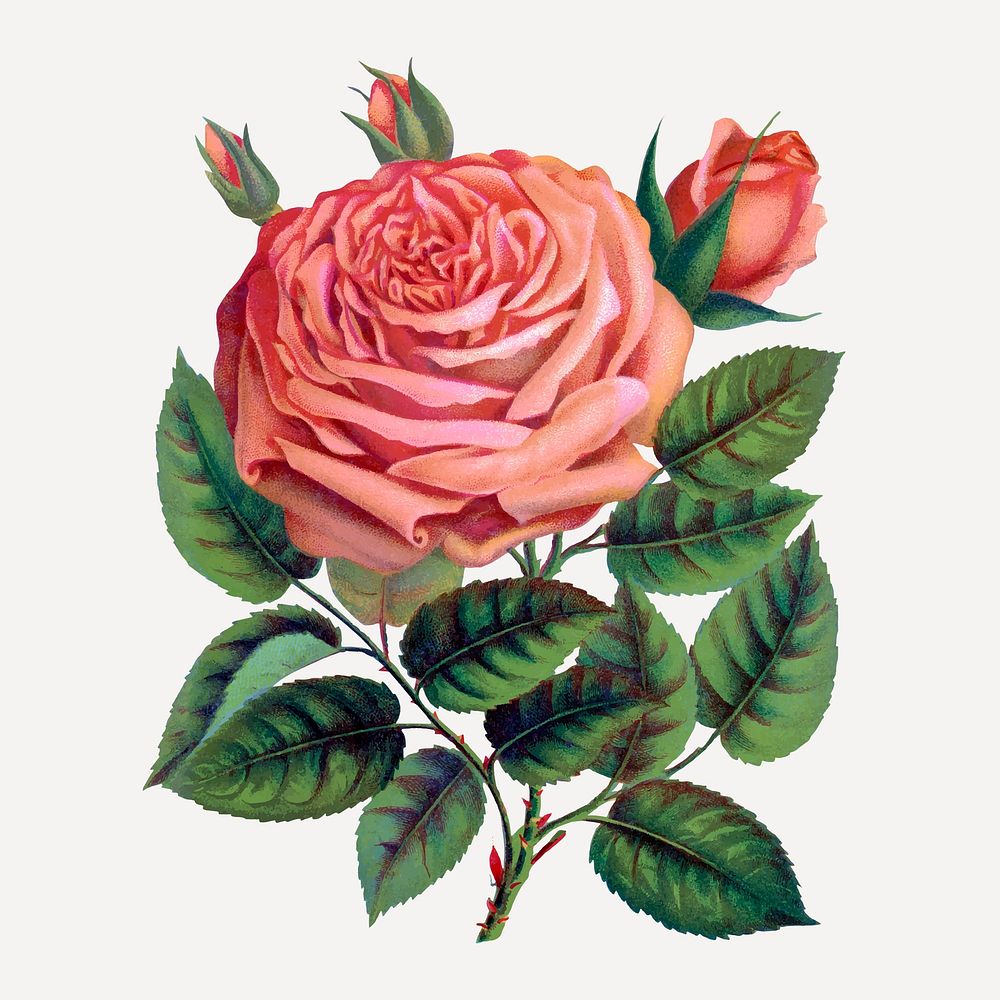 Pink rose illustration, vintage flower vector