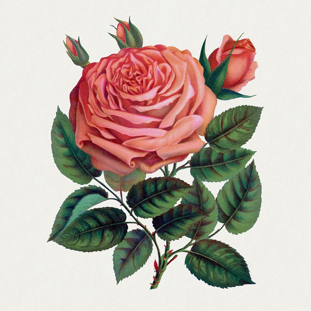 Pink rose, Glorie de Dijon illustration, vintage lithograph