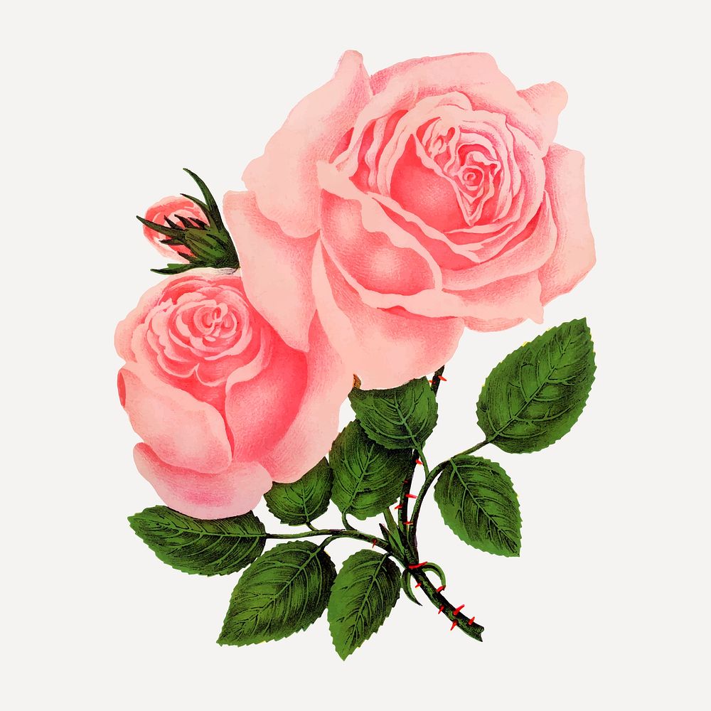 Pink rose illustration, vintage flower vector