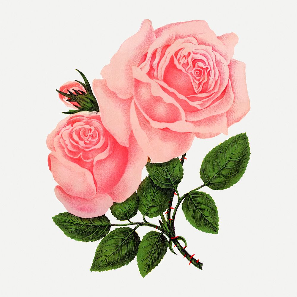 Pink rose sticker, vintage flower illustration psd