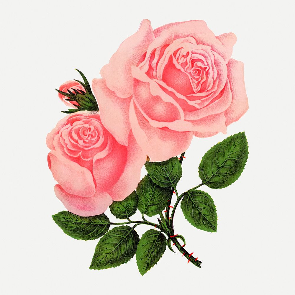 Pink rose sticker, vintage flower | Premium PSD Illustration - rawpixel