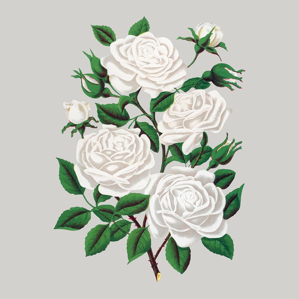 White roses illustration, vintage flower vector