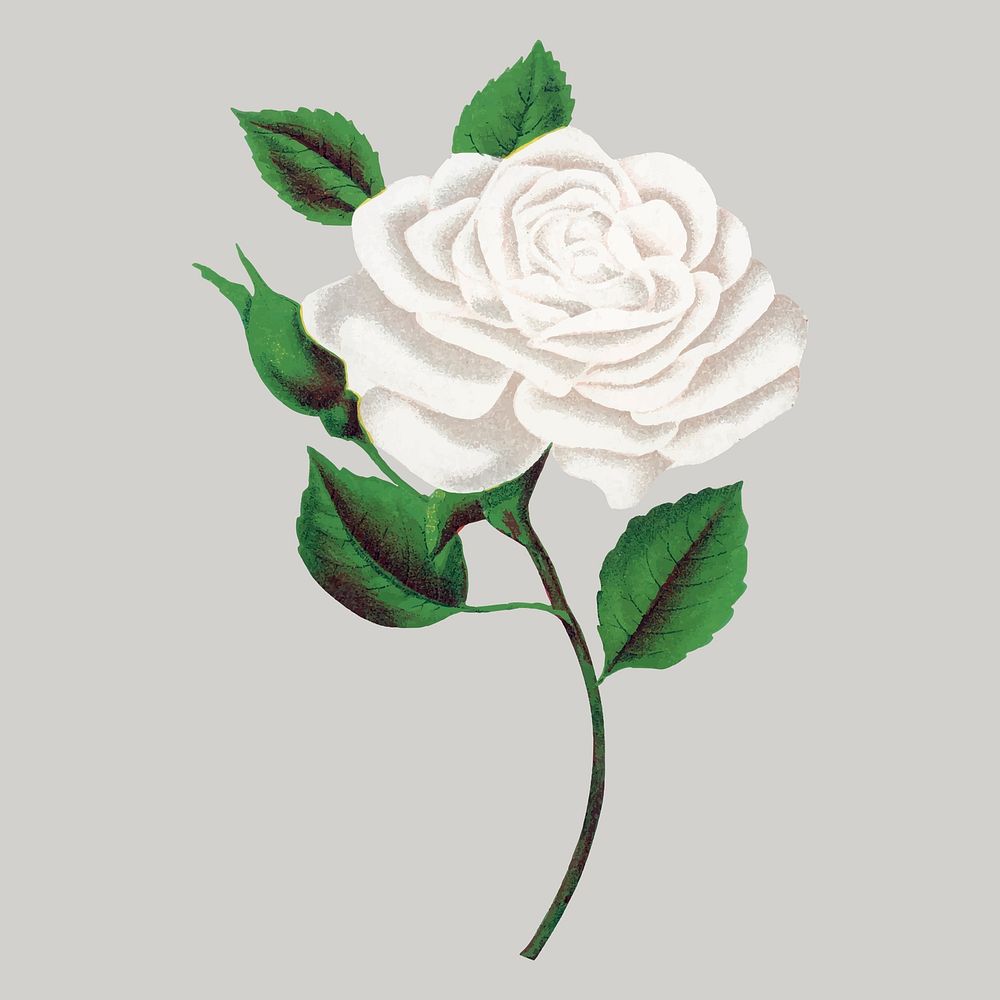 White rose illustration, vintage flower vector