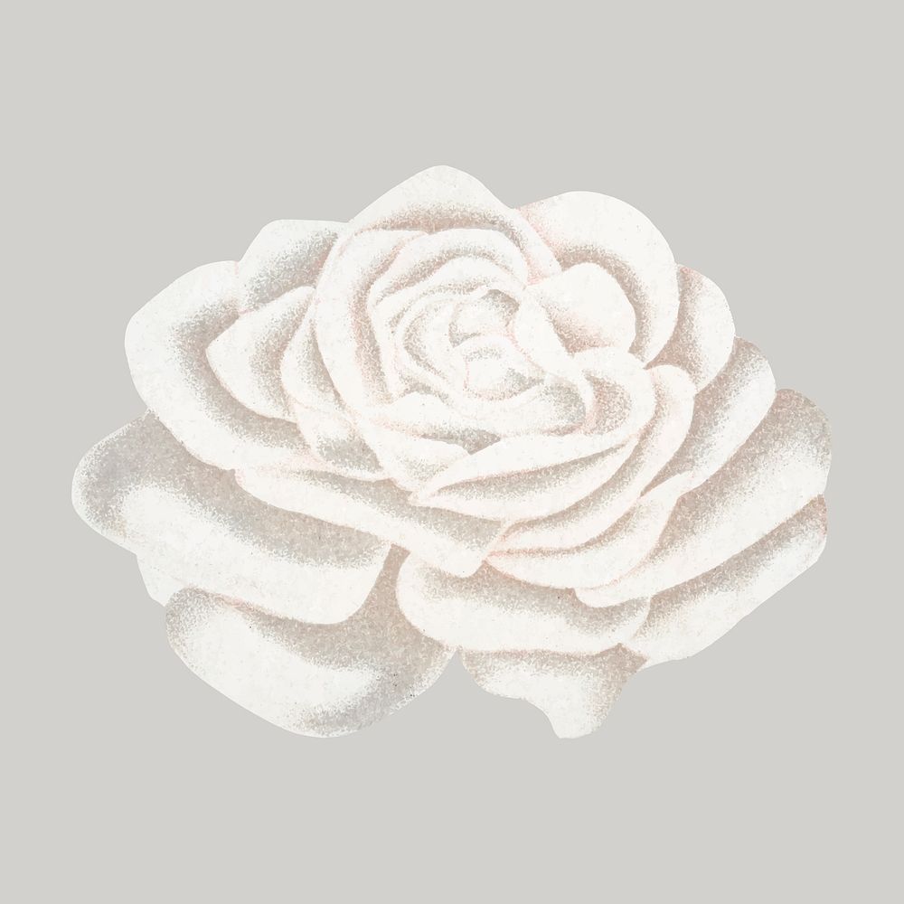 White rose illustration, vintage flower vector