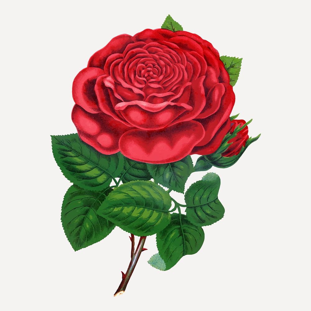 Red rose illustration, vintage flower vector