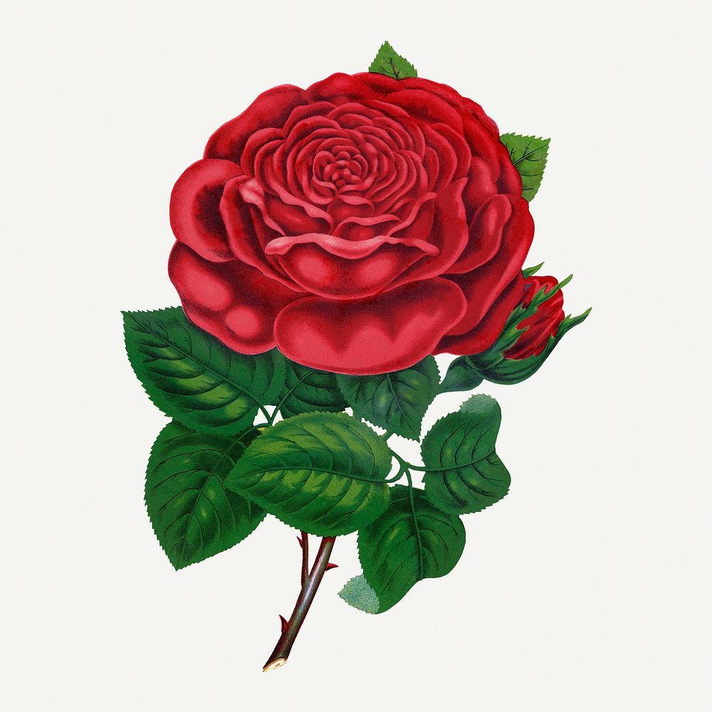 Red rose, American Beauty illustration, vintage flower lithograph