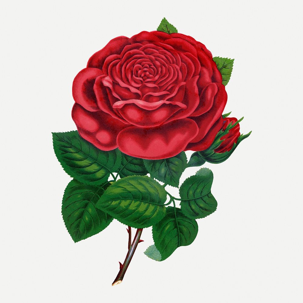 Red rose sticker, vintage flower illustration psd