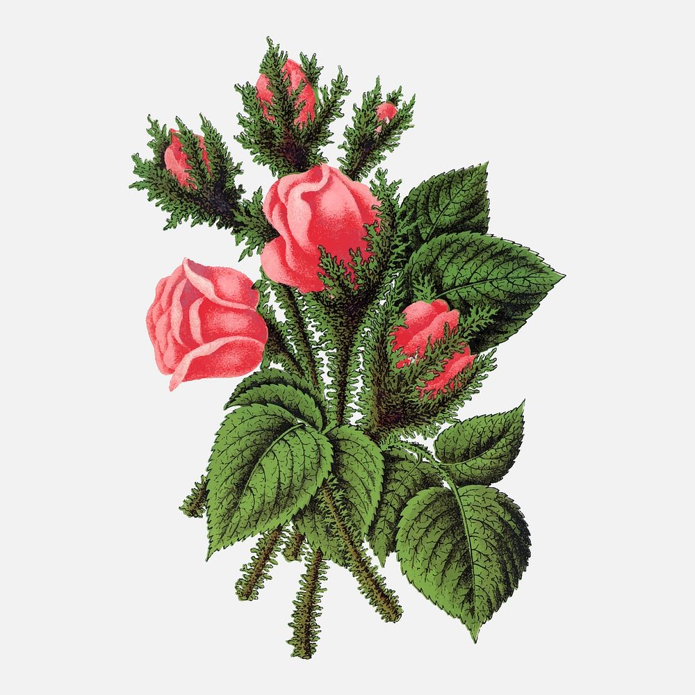 Pink roses illustration, vintage flower vector