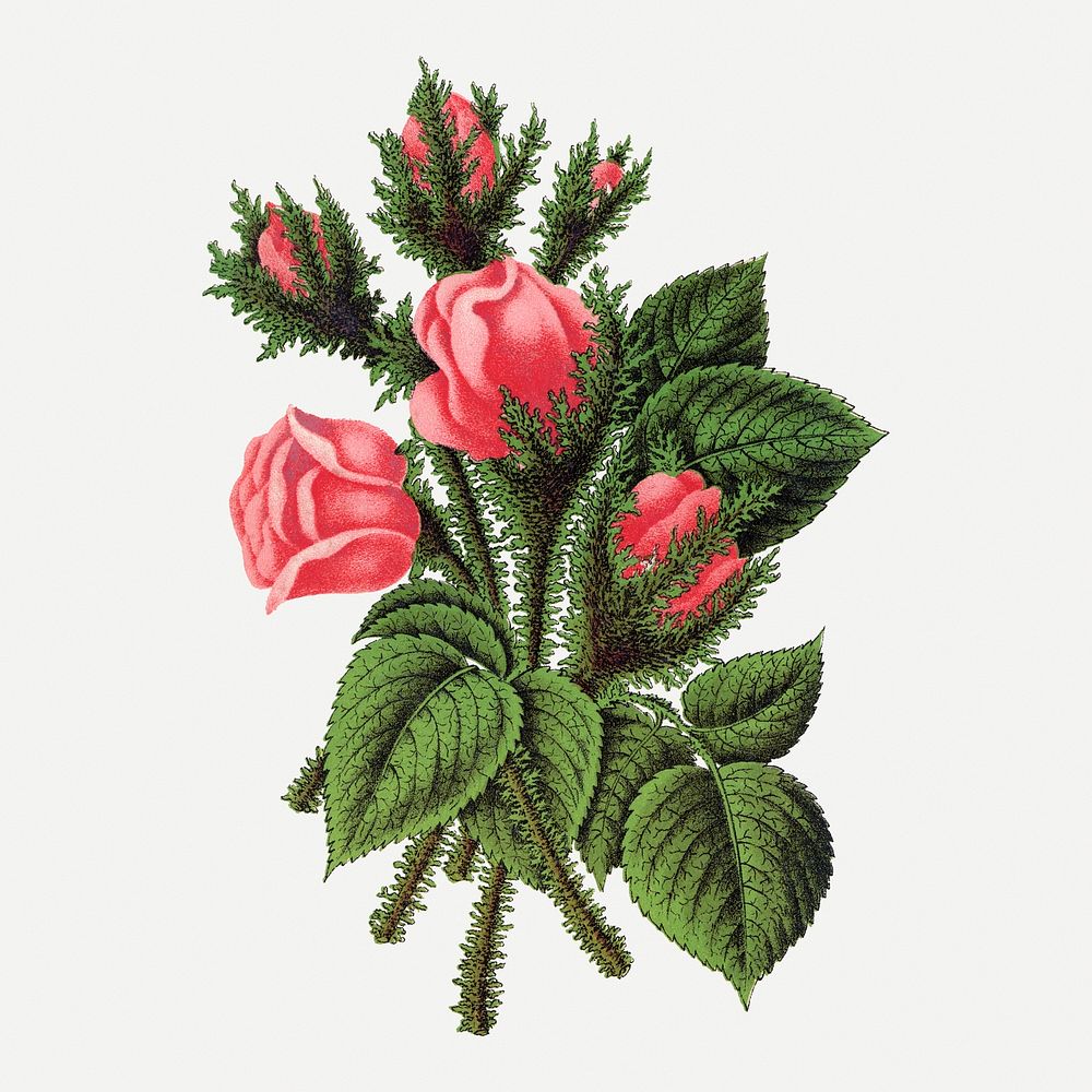 Pink roses sticker, vintage flower illustration psd