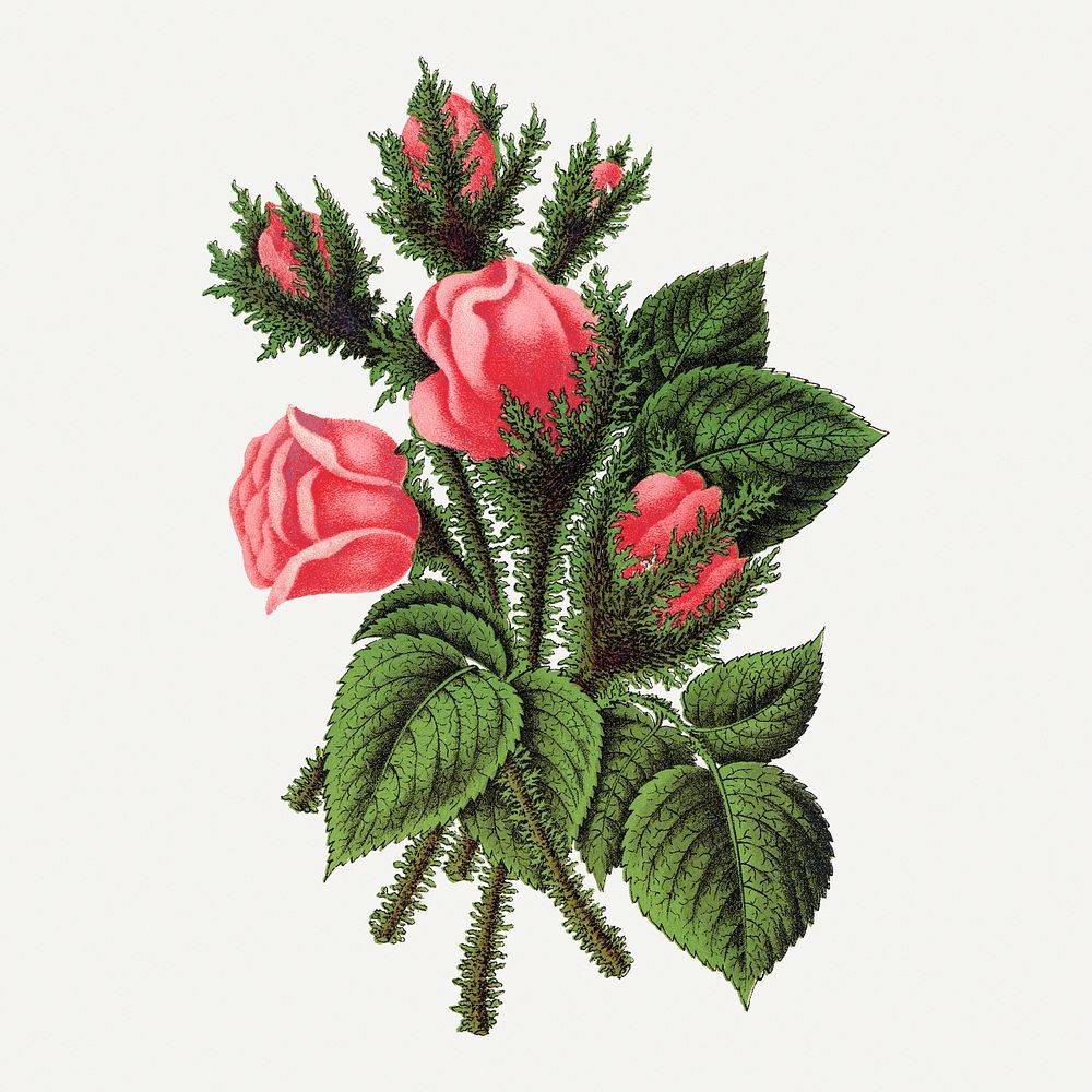 Pink roses, Crested Moss illustration, vintage flower lithograph