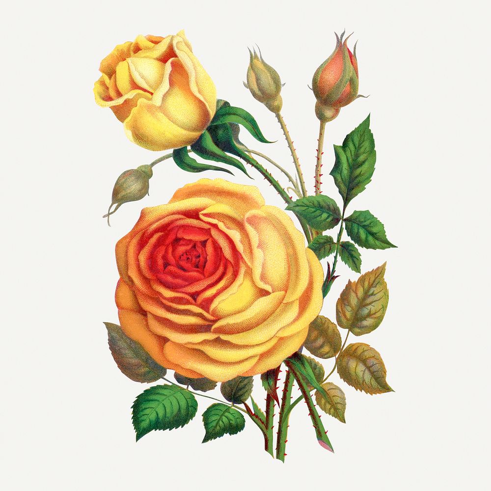 Sunset rose illustration, vintage flower lithograph