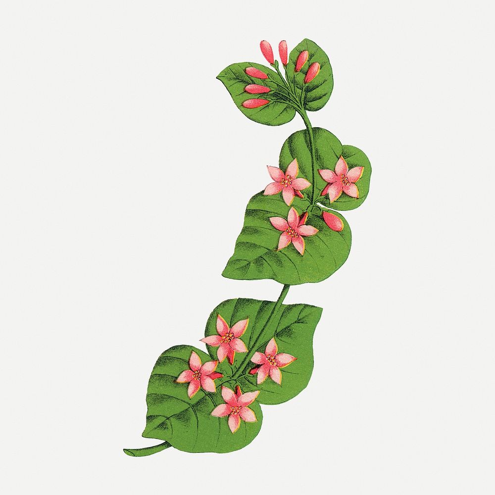 Tartarian flower sticker, vintage floral illustration psd