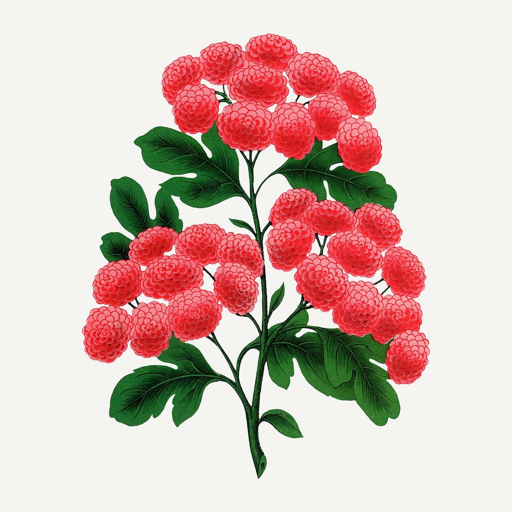 Pink blooming branch illustration, vintage floral lithograph