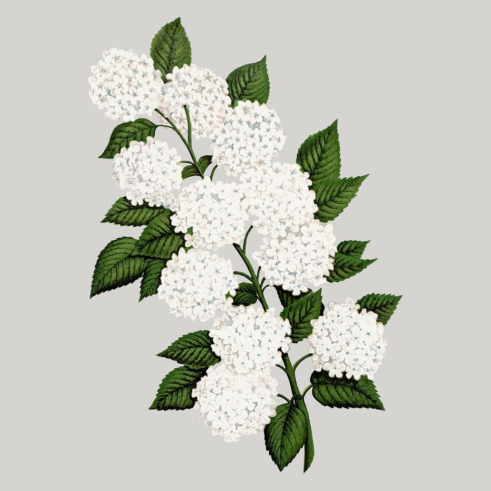 White flowers illustration, vintage floral vector