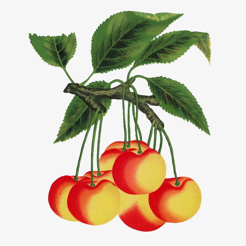 Cherry illustration vintage botanical vector
