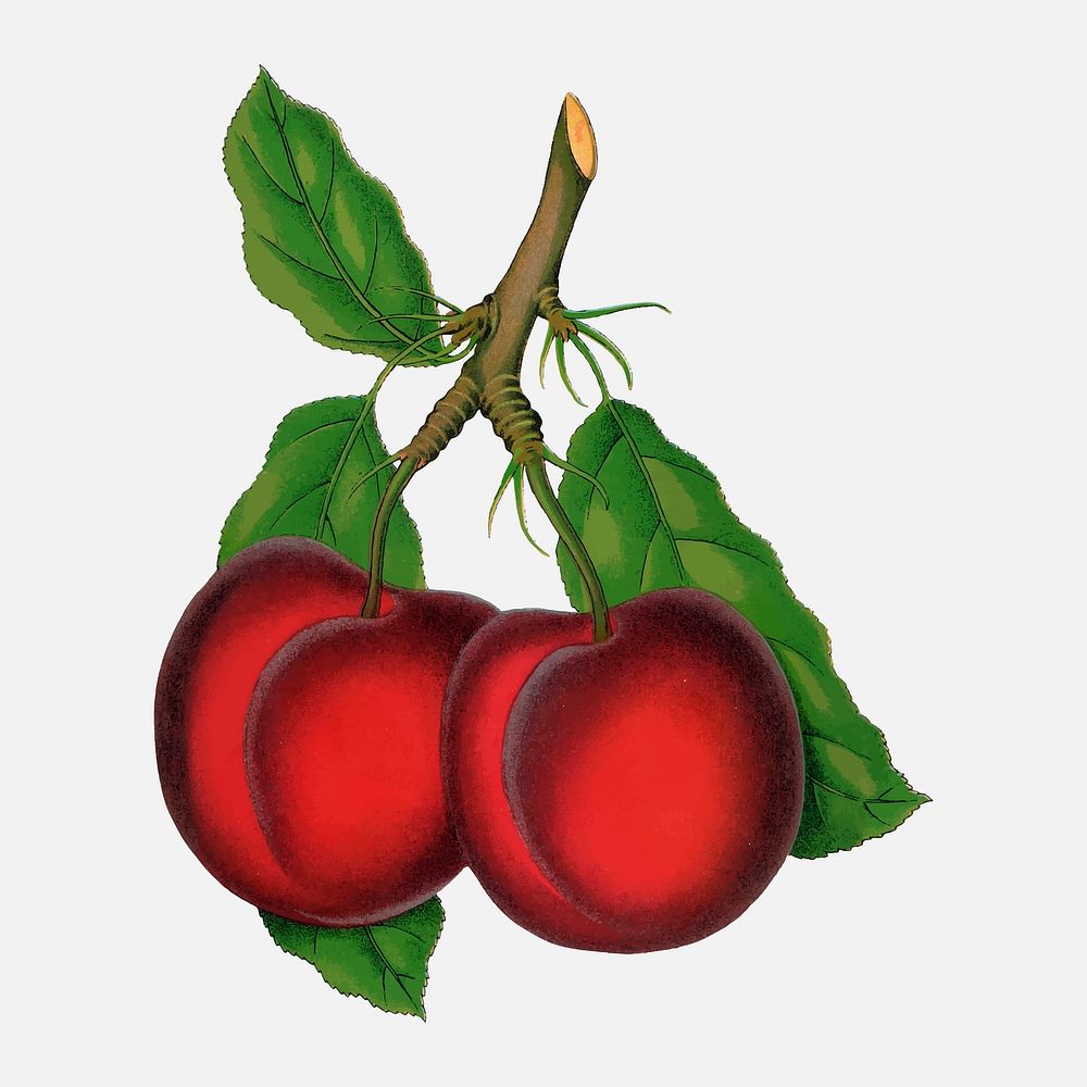 Red plum illustration vintage fruit & botanical vector