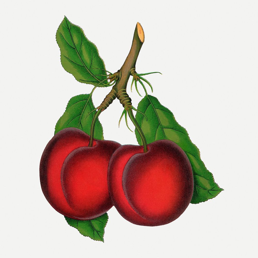 Red plum clipart, vintage fruit illustration psd