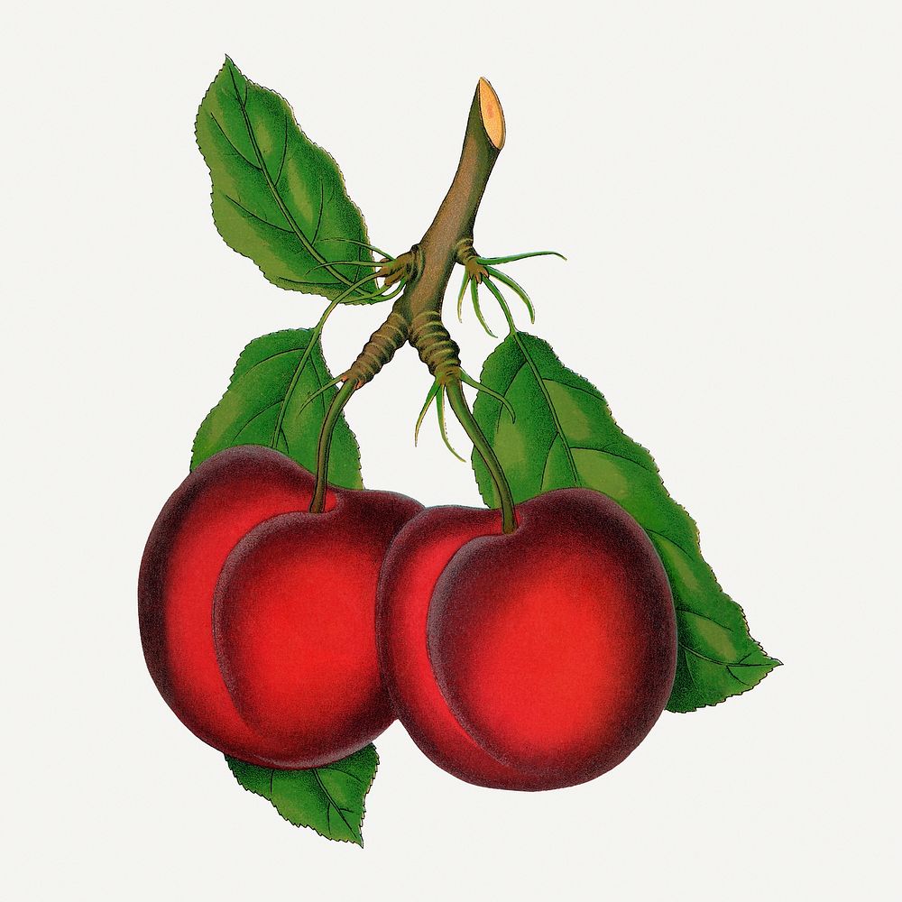 Abundance plum illustration, vintage botanical lithograph