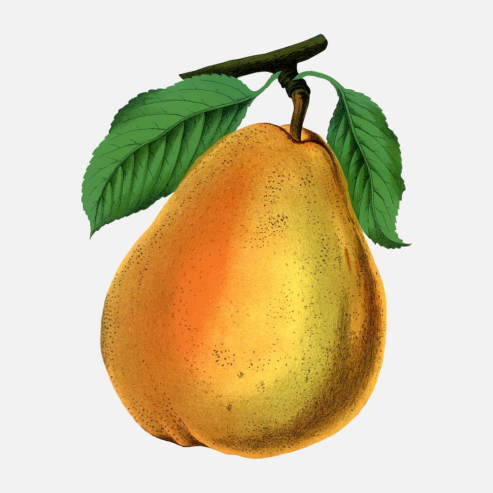 Pear illustration vintage botanical vector
