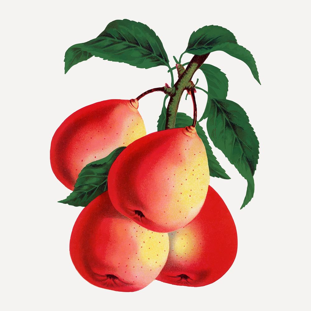 Pear illustration vintage botanical vector