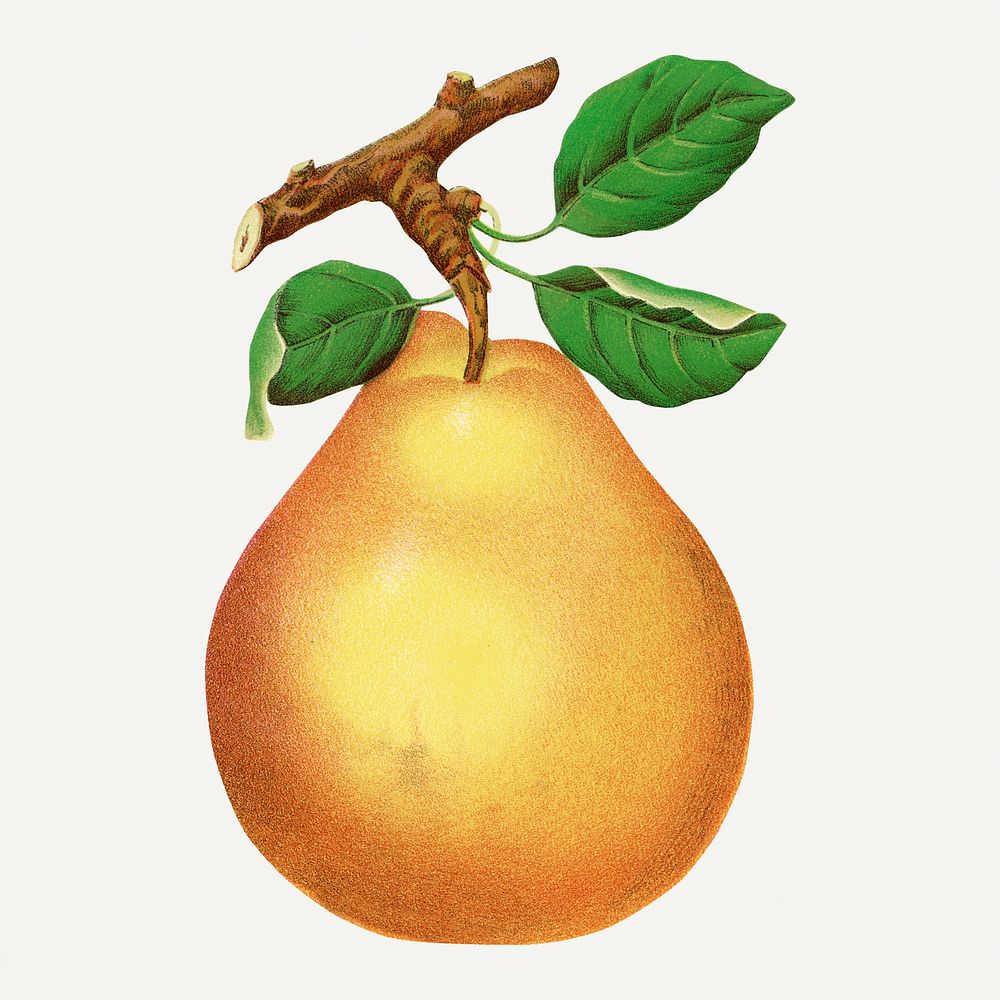 Beurre D'Anjou pear illustration, vintage botanical lithograph