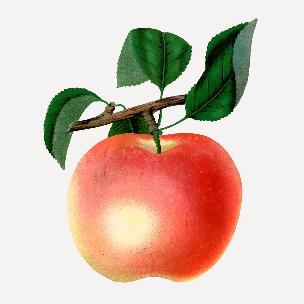 Apple illustration vintage botanical vector