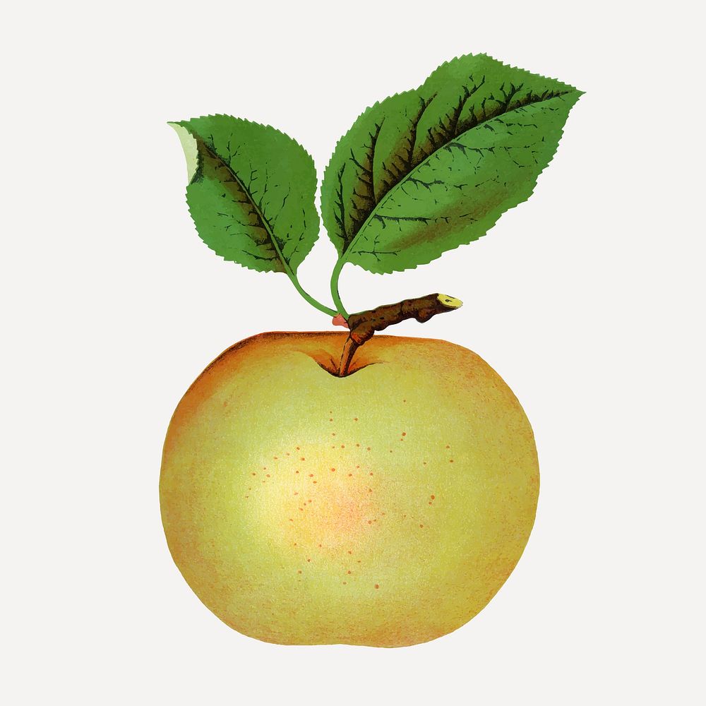 Green apple illustration vintage botanical vector