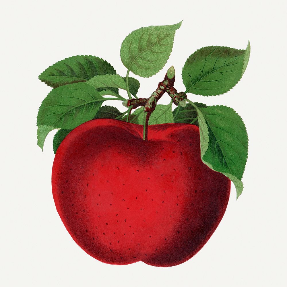 McIntosh Red apple illustration, vintage botanical lithograph