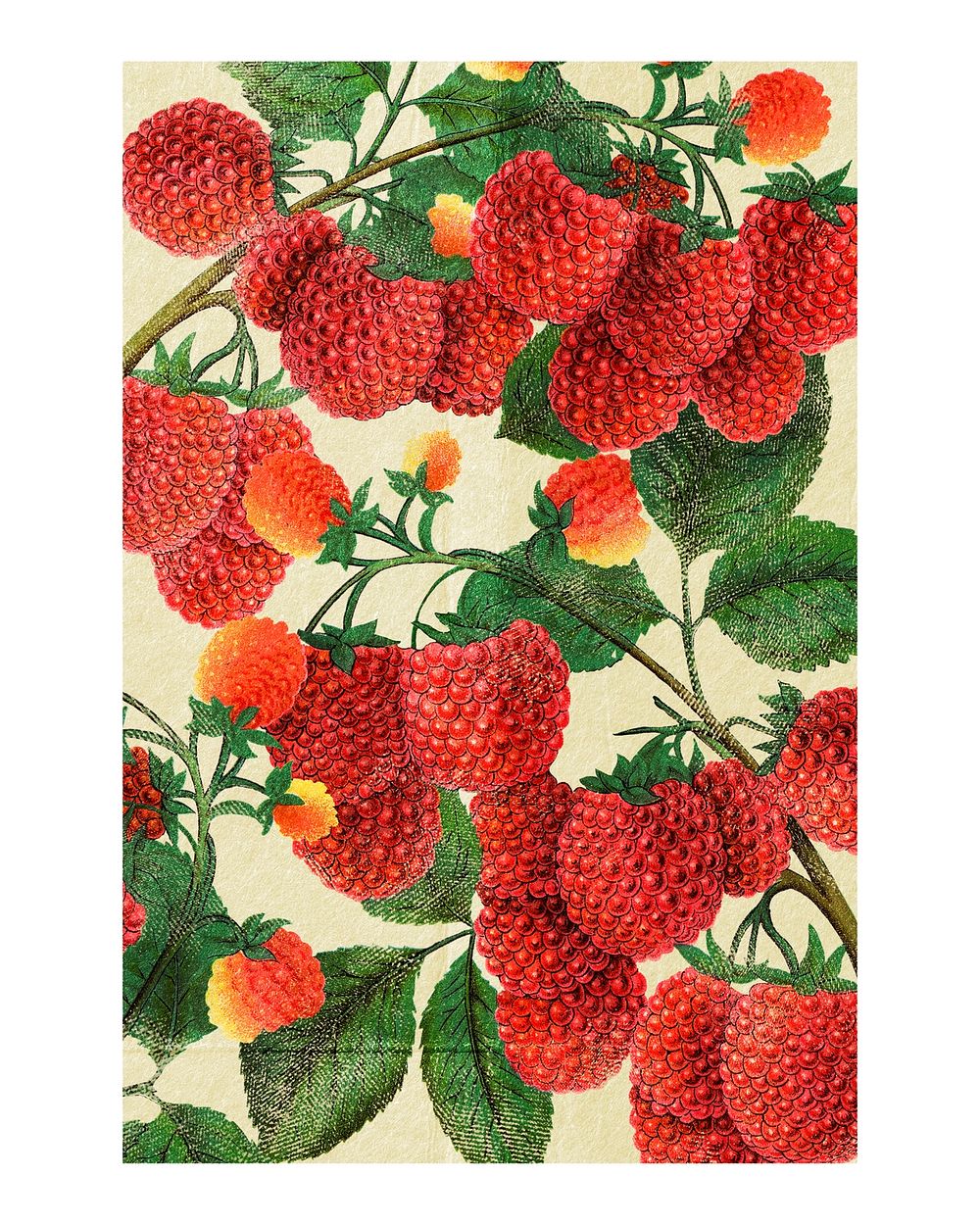 Raspberry bush art print, vintage botanical artwork