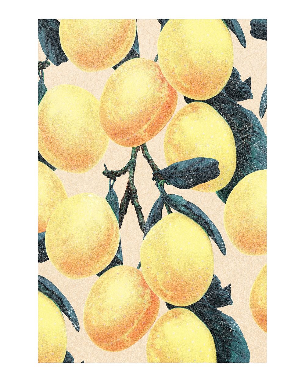 Yellow plum art print, vintage botanical artwork