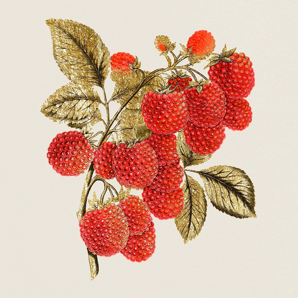 Vintage raspberry fruit, aesthetic botanical illustration