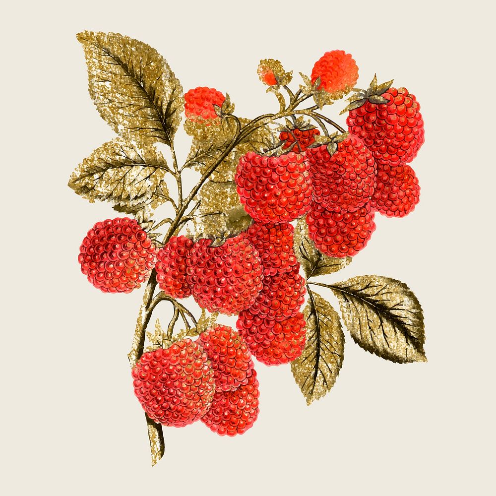 Aesthetic raspberry illustration vintage botanical vector